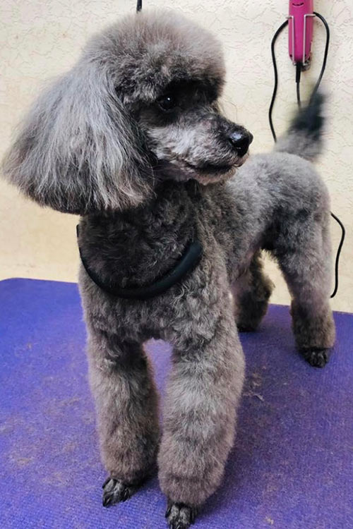 red head dog grooming gallery of clients