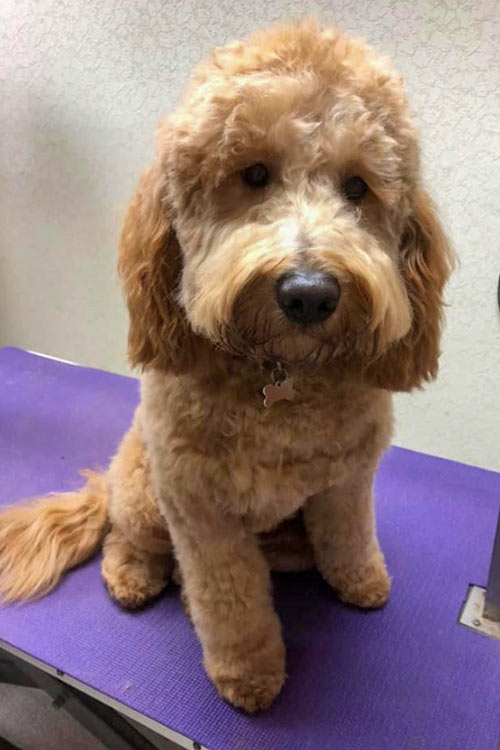 red head dog grooming gallery of clients