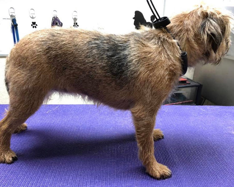 red head dog grooming gallery of clients