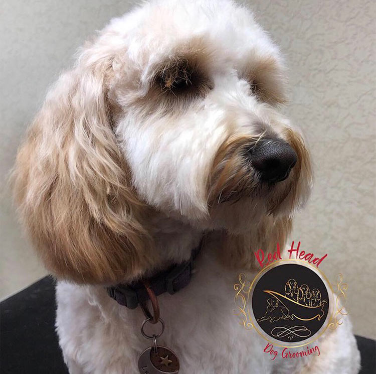 red head dog grooming gallery of clients