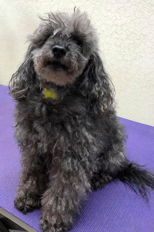 red head dog grooming gallery of clients
