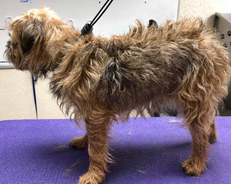 red head dog grooming gallery of clients