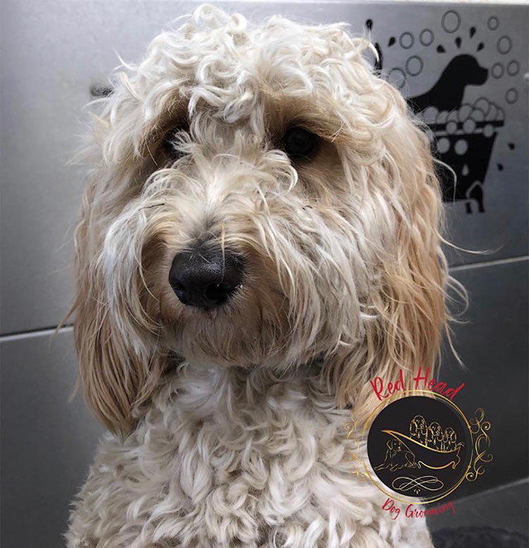 red head dog grooming gallery of clients