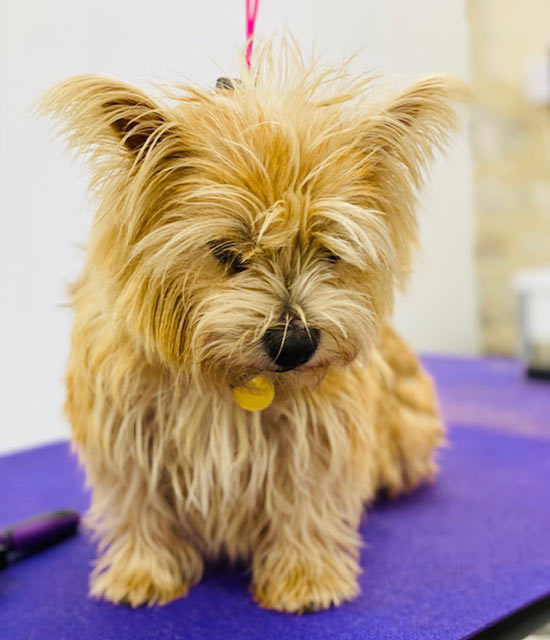 red head dog grooming gallery of clients