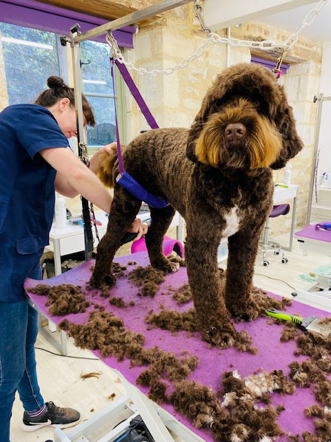 red head dog grooming gallery of clients